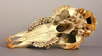 sheep skull