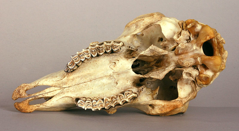 sheep skull