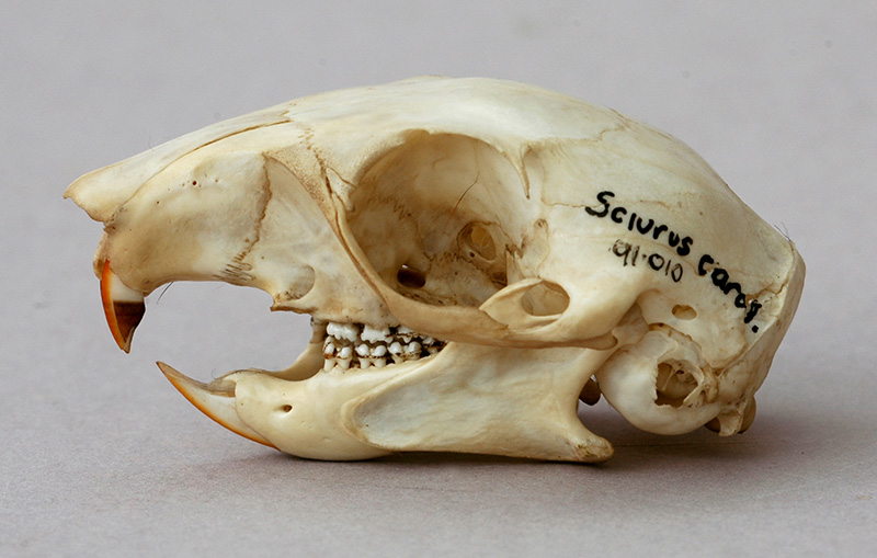 sciurus carolinensis skull