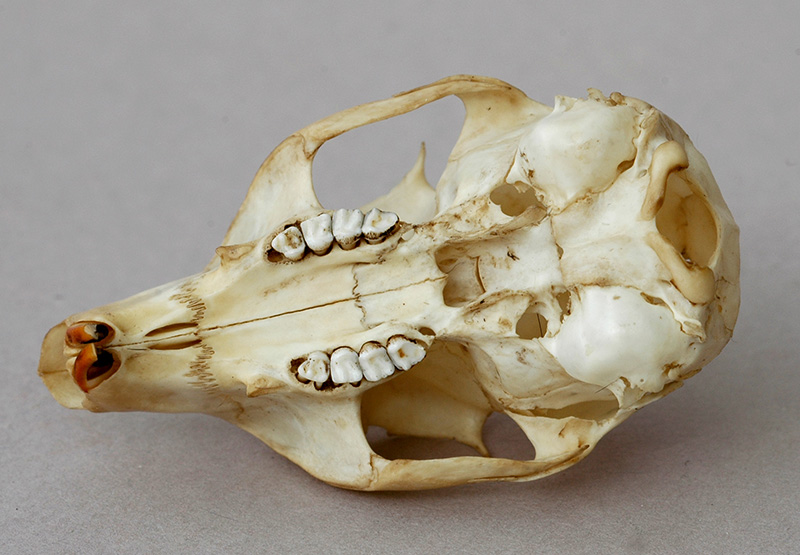 grey squirrel skull