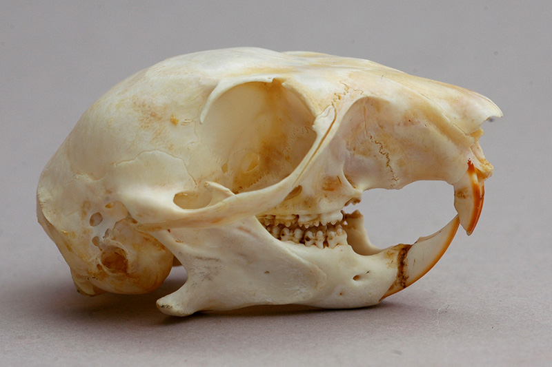 skull of red squirrel