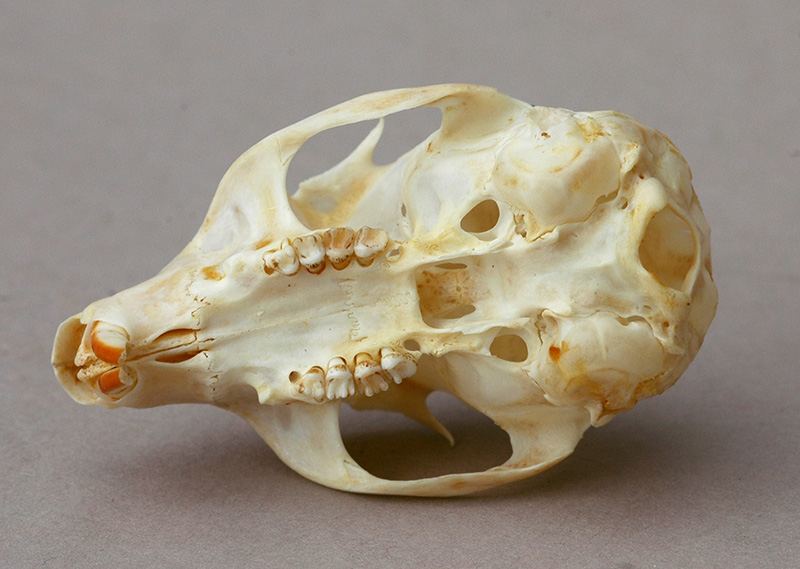 skull of red squirrel