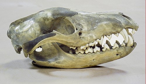 http://www.skullsite.co.uk/Thylacine/thylac_lat.jpg