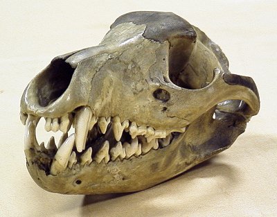 http://www.skullsite.co.uk/Thylacine/thylac_obl.jpg