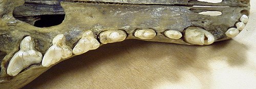 http://www.skullsite.co.uk/Thylacine/thylac_teeth.jpg