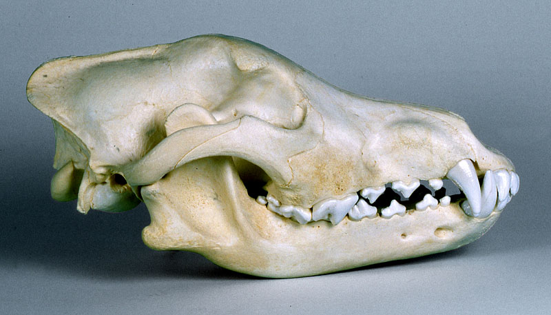 wolf skull
