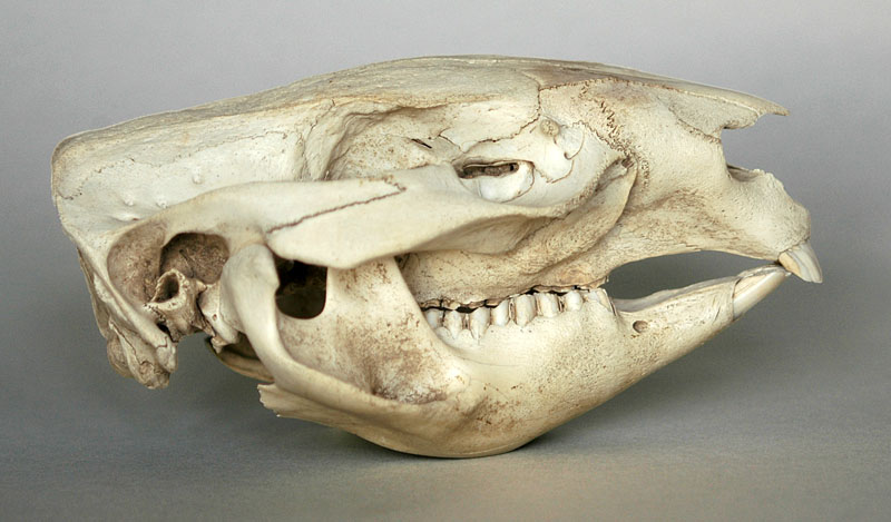 Wombat skull lateral view