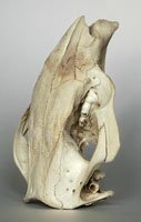 wombat skull oblique dorsal view
