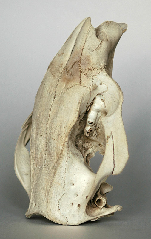 Wombat skull oblique dorsal view