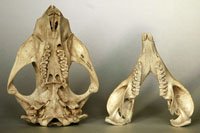 wombat skull ventral view