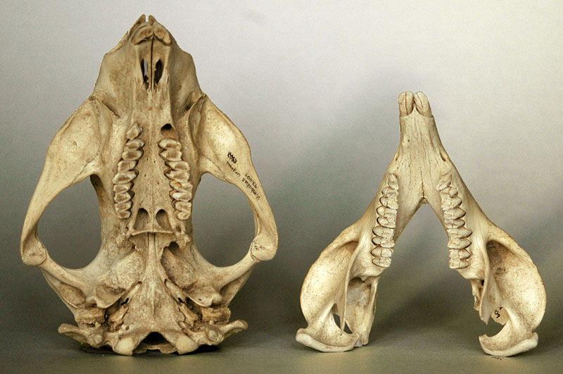 Wombat skull ventral view