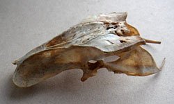 synsacrum