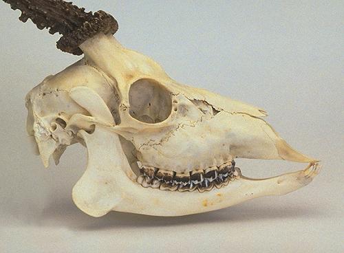 Roe Skull